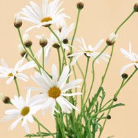 白色花朵头像素材,洁白如玉,春天来了！春天来了！