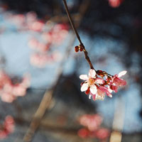 唯美花朵头像,春天清新花卉图片