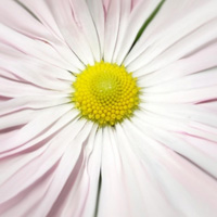 适合微信用的唯美的花儿图片,小清新花朵头像