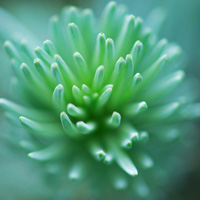 微信头像花朵,好看艳丽的植物唯美特写清新的