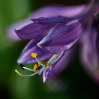 紫玉簪花朵头像,紫玉簪微距摄影图片分享