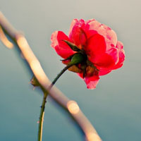 美丽的蔷薇花头像图片,浅红色、深桃红色、黄色等