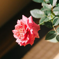 美丽的蔷薇花头像图片,浅红色、深桃红色、黄色等