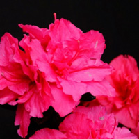 粉红色花朵头像图片,很鲜亮,有点刺眼的感觉