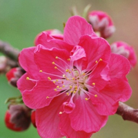 红色桃花qq头像,qq头像桃花多种形式的花瓣
