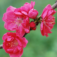 红色桃花qq头像,qq头像桃花多种形式的花瓣