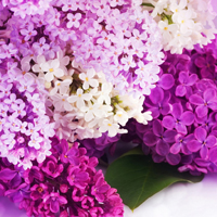 紫色花朵头像