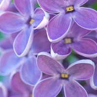 紫色花朵头像,紫色丁香花图片,花语,爱情和暗结同心的希望