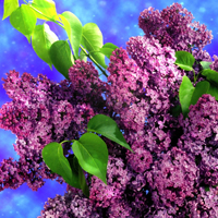 紫色花朵头像,紫色丁香花图片,花语,爱情和暗结同心的希望