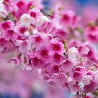 粉红的樱花QQ头像图片,淡淡的芳香长存心中