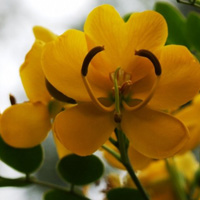黄色花朵头像,黄花双荚槐花卉QQ头像图片
