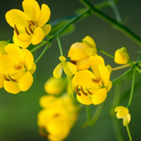 黄色花朵头像,黄花双荚槐花卉QQ头像图片