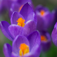 紫色的番红花图片,紫色花朵头像花期全年