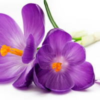 紫色的番红花图片,紫色花朵头像花期全年