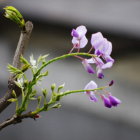 紫藤花,对你执着,最幸福的时刻