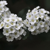 白色花朵头像,麻叶绣线菊花卉