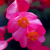 娇艳欲滴的四季海棠花朵头像,温和、美丽、快乐