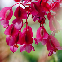 娇艳欲滴的四季海棠花朵头像,温和、美丽、快乐