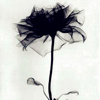 个性另类的黑白色调花朵头像,我为爱伤了