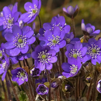 唯美紫罗兰,唯美花朵头像, 我很喜欢你