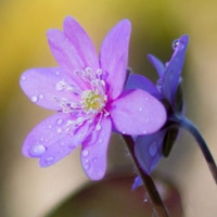 唯美紫罗兰,唯美花朵头像, 我很喜欢你