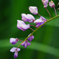 紫藤花 紫色花朵头像 最幸福的时刻