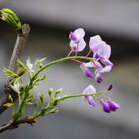 紫藤花 紫色花朵头像 最幸福的时刻