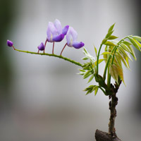 紫藤花 紫色花朵头像 最幸福的时刻