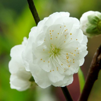 淡雅的白碧桃花朵头像图片,白色的花朵太美丽了