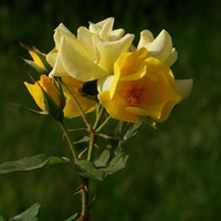 黄色月季花花朵头像,富有青春气息、美丽