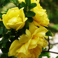 黄色月季花花朵头像,富有青春气息、美丽