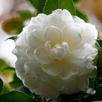 白色花朵头像