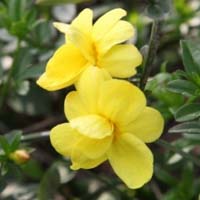 黄色迎春花,相爱到永远,微信头像花朵