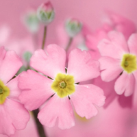高清花卉花朵,粉色的,黄色的,白色的