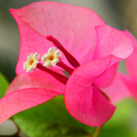 姹紫嫣红三角梅花朵头像,赞比亚共和国国花