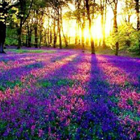 紫色的花海,薰衣草外景庄园美景