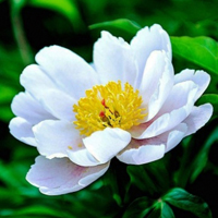 娇艳的芍药花花朵QQ头像图片,富贵和美丽的象征