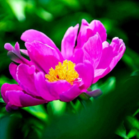 娇艳的芍药花花朵QQ头像图片,富贵和美丽的象征