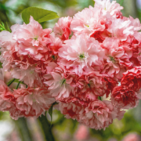 蔷薇科灿烂樱花QQ头像图片,红中带白,白里透着红