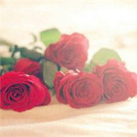 qq红玫瑰头像,我送你的花就是代表我的心给你了