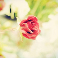 qq红玫瑰头像,我送你的花就是代表我的心给你了