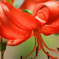 橙色百合花QQ头像,花语是 深深祝福的意义