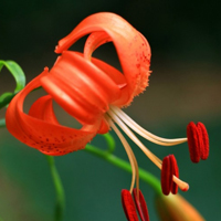 橙色百合花QQ头像,花语是 深深祝福的意义