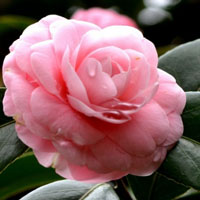 粉色山茶花高清头像,太美了,近拍爱花的朋友看看吧