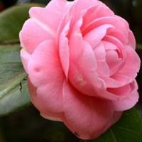 粉色山茶花高清头像,太美了,近拍爱花的朋友看看吧