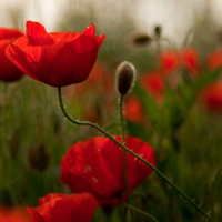 美丽罂粟花红红的花儿休息美女
