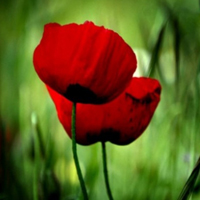 美丽罂粟花红红的花儿休息美女