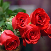 玫瑰花头像图片,送给相爱的她,心爱的人