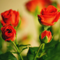 玫瑰花头像图片,送给相爱的她,心爱的人