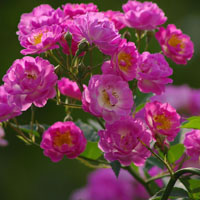 粉色蔷薇花,美好的爱情,蔷薇花的颜色美丽